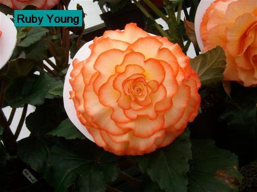 B. ‘Ruby Young’